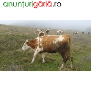 Imagine anunţ Vand vaca