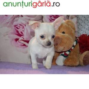 Imagine anunţ pui Chihuahua sex masculin și feminin pentru adoptarea