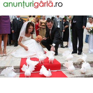 Imagine anunţ Inchiriez porumbei albi pt. nunti, Craiova
