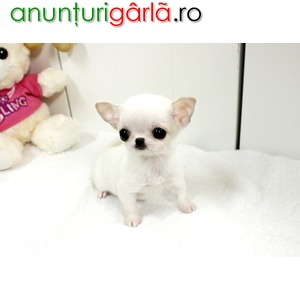 Imagine anunţ Chihuahua pui