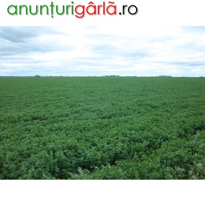 Imagine anunţ Teren agricol de vanzare – Teleorman –Zimnicea , suprafata 100 ha