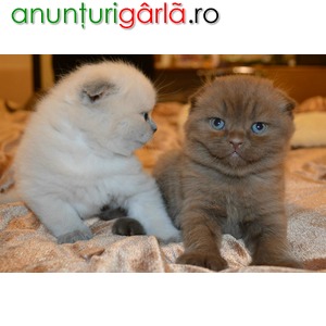 Imagine anunţ Vand Pisici Scottish Fold Bucuresti Brasov Iasi Constanta Galati Cluj Timisoara Craiova Satu Mare Oradea