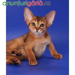 Imagine anunţ Vand pisici abisiniana bucuresti iasi oradea brasov
