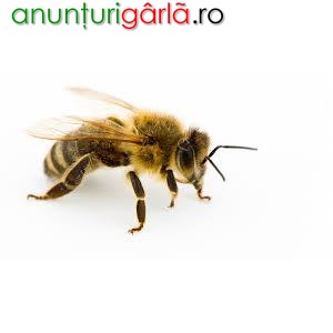 Imagine anunţ Vand familii de albine