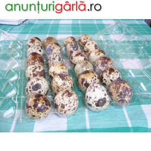 Imagine anunţ Vand oua de prepelite si prepelite mature