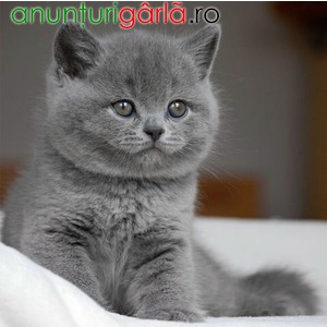 Imagine anunţ Vand Pisici British Shorthair Bucuresti Constanta Iasi Brasov Galati