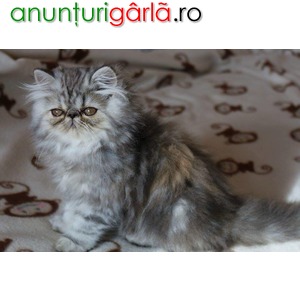 Imagine anunţ Pisici persane cu pedigree tip A, (4 generatii ale parintilor )