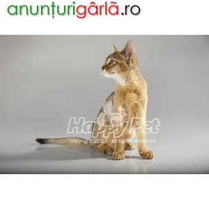 Imagine anunţ Vand pisici abisiniene B BV IS CT GL CJ TM CV SM