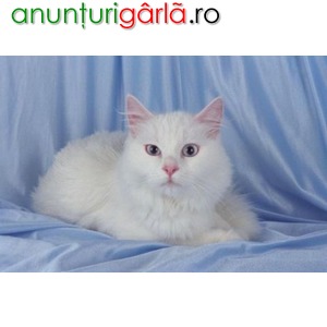Imagine anunţ Vand pisici angora turceasca B BV IS CT GL CJ TM CV SM