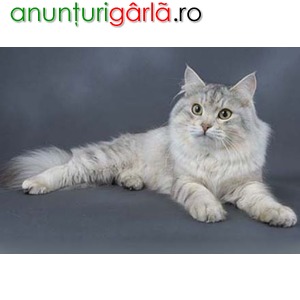 Imagine anunţ Vand pisici siberiene B BV IS CT GL CJ TM CV SM