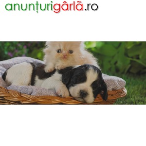 Imagine anunţ Transport autorizat caini si pisici