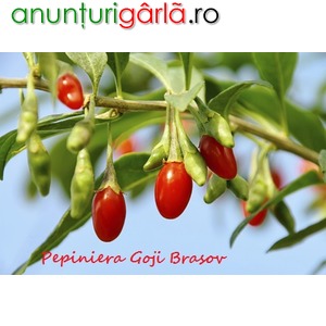 Imagine anunţ Pepiniera Goji Brasov - plante de calitate