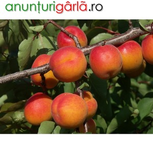 Imagine anunţ Pomi fructiferi altoiti Certificati