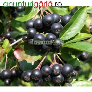 Imagine anunţ Arbusti fructiferi: Aronia, Agris, Goji