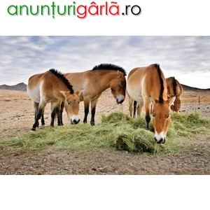 Imagine anunţ Ausrtia ferma de cai