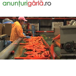 Imagine anunţ Depozit de morcovi 1500 euro net