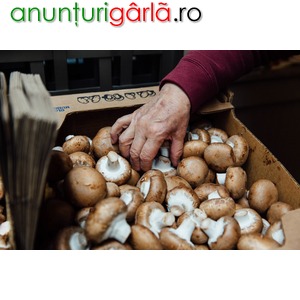 Imagine anunţ Germania ciuperci hala