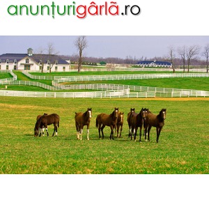 Imagine anunţ Germania ferma de cai 1600 euro net