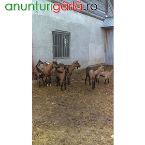 Imagine anunţ vanzare capre