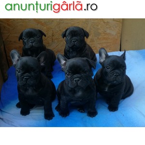Imagine anunţ Bulldog Francez cu pedigree