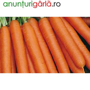 Imagine anunţ Depozit sortat morcovi Germania