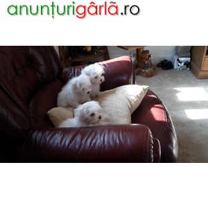 Imagine anunţ Dulce & Malteză jucaus pentru adoptie