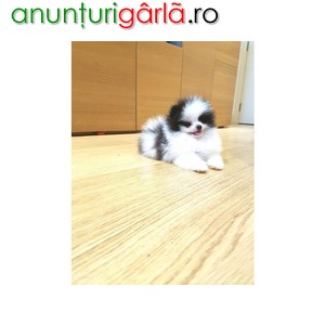Imagine anunţ Negru / alb miniatură Pomeranian băiat catelus de vânzare