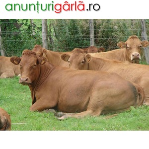 Imagine anunţ Ferma de vaci Germania 1600 euro