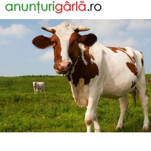 Imagine anunţ Ferma vaci Germania 1600 euro NET