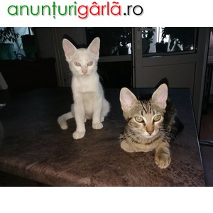 Imagine anunţ Vând Puiuti pisica Angora