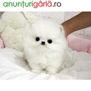 Imagine anunţ Pomeranian mini toy