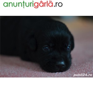 Imagine anunţ Vand puii labrador cu pedigree crescuti in familie