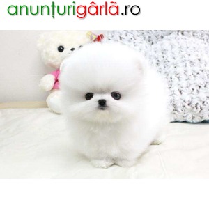 Imagine anunţ Pomeranian mini toy