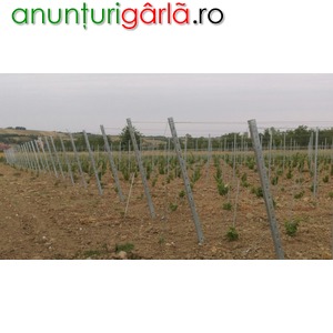 Imagine anunţ vindem butasi vita de vie de masa si de vin din Italia