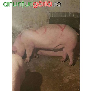 Imagine anunţ Vand 5 porci 110 kg- 150kg in viu sau taiati, c
