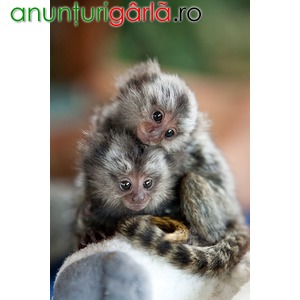 Imagine anunţ maimuţe marmoset frumos pentru adoptarea