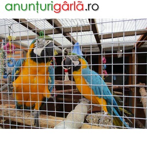 Imagine anunţ Boo Macaw Parrots Pentru case gata