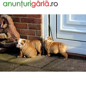 Imagine anunţ Minunat câine bulldog puppies