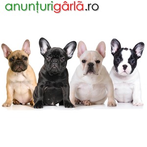 Imagine anunţ Vand pui Bulldog Francez rasa pura, sanatosi, vaccinati- livrare in tara