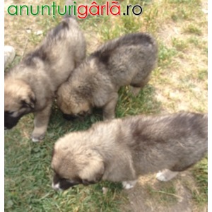 Imagine anunţ Vand pui de ciobanesc caucazian (doua femele)