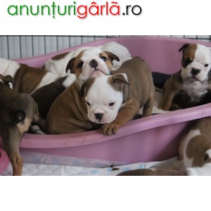 Imagine anunţ Puppies Bulldog Engleză Disponibil