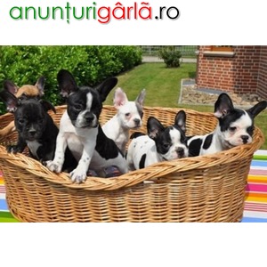 Imagine anunţ Puppies bulldog francez