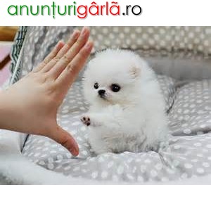 Imagine anunţ Teacup Pomeranian pui