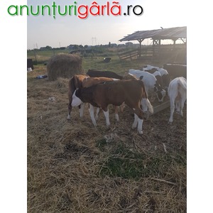 Imagine anunţ Vand 17 vitei si vitele rasa charolaise, baltata romaneasca sau bruna