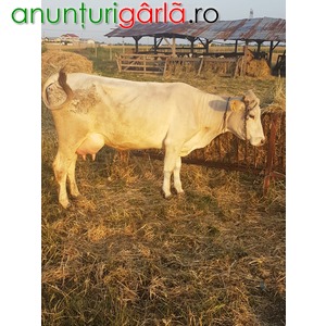 Imagine anunţ Vand vaca (juninca)in varsta de 3ani la prima fatare