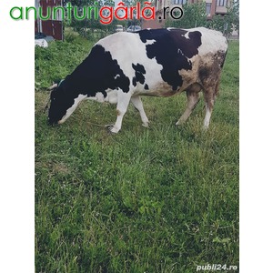 Imagine anunţ Vand o vaca Holstein rasa originala, fo