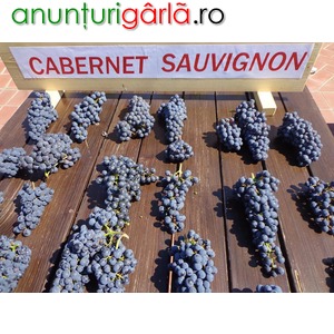Imagine anunţ Cabernet Sauvignon 7 ron Butasi vita de vie