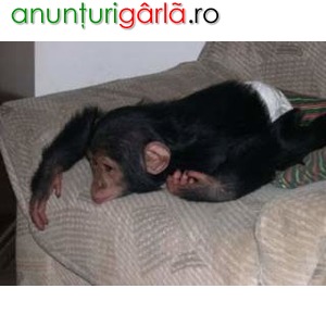 Imagine anunţ Mamele cimpanzei frumoase pentru adopție