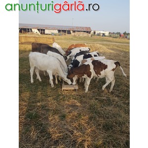 Imagine anunţ Vand 24taurasi si vitele, toata turma sau pe alese la bucata