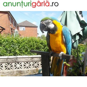 Imagine anunţ Vorbind de macaw albastru & aur disponibile